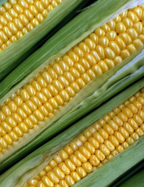 Corn Roast