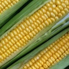 Corn Roast